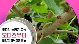 오디의 놀라운 효능/오디스무디 만들기/mulberry seumudi/안토시아닌 노화방지/당뇨/뼈건강/독소배출