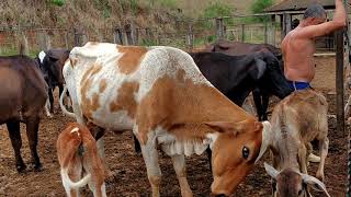 Ordenhando as vacas no curral pela manhã.