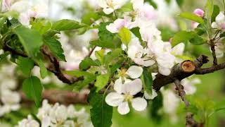 An Ontario Apple Orchard in Bloom