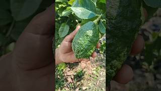 গন্ধরাজ লেবু গাছ মাত্র ৩০ টাকা দাম। #shorts #lemontree #greenplant #minivlog