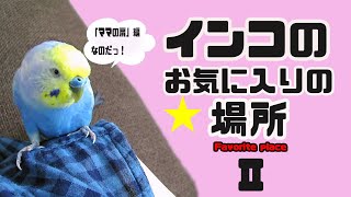 インコのお気に入りの場所Ⅱ(ママの肩編）《16歳のご長寿おじいちゃんセキセイインコ愛ちゃん日記》16-year-old budgerigar Ai-chan diary