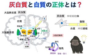 国試対策：暗記からの卒業 第48話 中枢神経と末梢神経