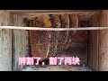 【养蜂者】强群蜜蜂过度分蜂后该如何处理，才能避免蜜蜂得病灭群