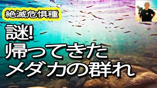 【速報】謎！メダカの群れが帰ってきた　#絶滅危惧種  　#はっちゃん 　#岐阜市長良川