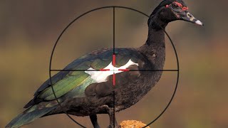 Fui caçar e entrou  PATO ASA BRANCA 🦆 airgun accura 5.5