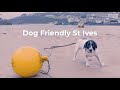 Dog Friendly St Ives, Cornwall