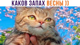 КОГДА ЧУТЬ-ЧУТЬ ПОТЕПЛЕЛО ))) Приколы | Мемозг 1029