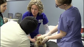 UD pre-vet students help community clinic