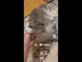 顎下が大変気持ちいい猫