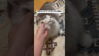 顎下が大変気持ちいい猫