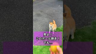 すごいボール捌きだけど…😂 おもしろ可愛い柴犬🐕 #おもしろ #かわいい #柴犬 #あるある #すごい #爆笑 #shibainu #dog