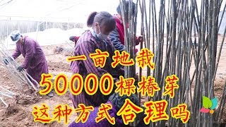 山东特产香椿如何种植？一亩地栽植50000棵，你觉得产量能如何？【农村养花匠】