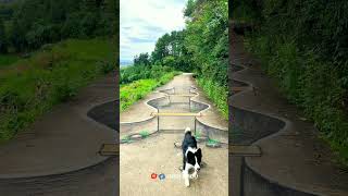 অসাধারণ কারিগরি 🔥🥰 mini wood toy wood working art skill wood hand #tiktok #shorts #funny #dog