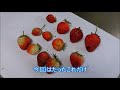 【ナースの私生活】いちご狩り