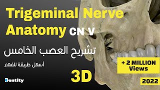 أسهل طريقة لحفظ العصب الخامس | Trigeminal Nerve CN V Anatomy