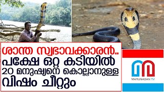 കടിക്കുക അത്യപൂര്‍വ്വം;പാമ്പുകളിലെ രാജാവിനെ അറിയാം  I  about king cobra