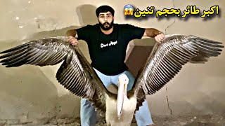 دكيت الناقصه بصلبوخ - وخذيت البجع 🦢 بدون علمه 😱