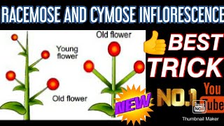 RACEMOSE AND CYMOSE INFLORESCENCE 🌱-AT A GLANCE / CLASS 11 NCERT/ MORPHOLOGY