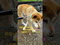 柴犬シンくん🐕は心臓弁膜症と認知症✨オレつよいんや🩷 shorts 柴犬 愛犬 老犬 心臓弁膜症 犬が大好き