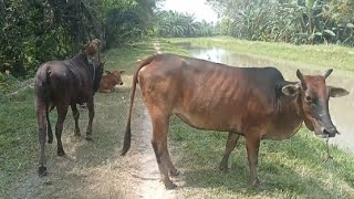 Video Gembala Sapi Lembu, Peternak Hewan ternak sapi di desa yang indah..