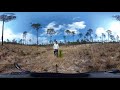 360 Video - Underplanted Longleaf Pine Beneath a Seed Tree Harvest