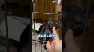 保護23日目 猫カビってどうにかならないのかなぁ？