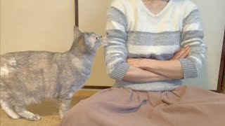 【猫動画】かまってモードの猫を無視した結果がこちら。。。