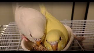 どこでも一緒のセキセイインコたち（メス♀中ひな・メス♀ひな・オス♂幼鳥）－かごの外に出してみた（１６９）