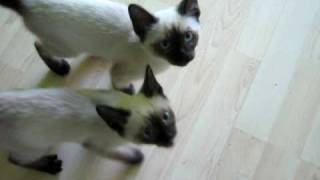 Talking Siamese kittens ! SUPER CUTE!