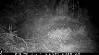 Rat perusing a badger sett for any leftovers...