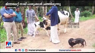 ജീവിതമാര്‍ഗമായിരുന്ന പശുക്കള്‍ ചത്തു; കുടുംബത്തിന് കൈത്താങ്ങായി മുംബൈ മലയാളികള്‍ | Pathanamthitta