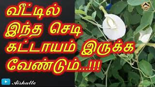 Must have this plant at home|வீட்டில் இந்த செடி கட்டாயம் இருக்க வேண்டும்|Aishutte