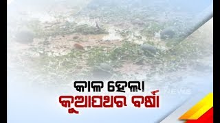 Off-Season Hailstones Rain, Waste All Vegetable Of Bargarh Area