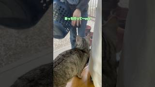 脱走禁止命令😿　　　　　　#cat #元野良猫 #保護猫 #猫のいる暮らし