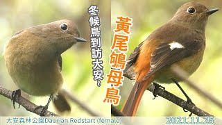 20211125 冬候鳥到訪大安~黃尾鴝母鳥【大安森林公園Daurian Redstart (female)】