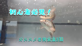 【初心者必見】初心者にオススメの肉食魚3選