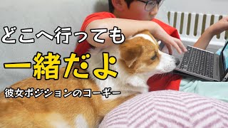 大好きな息子のそばを離れようとしないコーギーが可愛すぎました