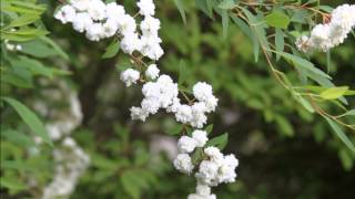 柴田邸セッコク以外の花々