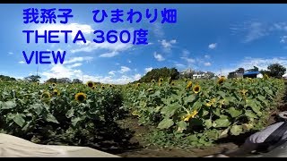 我孫子　手賀沼　ひまわり畑　360度　View  Sunflower field 360deg around view