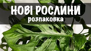 Нові рослини. Розпаковка посилки