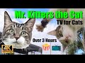 Mr. Kitters the Cat 📣🐈 Over 3 hours of television for you and your pets! 😽🍿📺