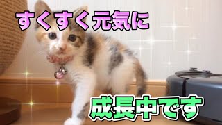 野良猫の子猫達が段々と家庭猫に！朝の風景【Kittens routine】