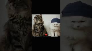 Cat kissing vidio♥️👀 #dancemusic #cat #beautiful #animals #malayalamurbeautifull #love #funny