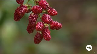 Agricultura: ¿Qué hace superior a la mora uva sobre la mora Castilla? - La Finca de Hoy