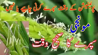 Best time for spray on paddy crop | مونجی کی سپرے کا صحیح وقت | Murtaza Agri Punjab