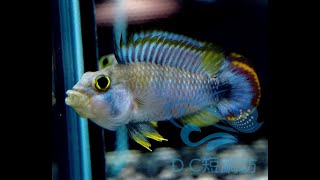 12/21【DC短鯛坊】WF1霸王短鯛 No.I8【DwarfCichlid】