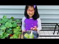 Growing Cucumber In The Container Part - 2