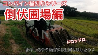 コンバイン稲刈りシリーズ　　倒伏稲刈り圃場はどう刈る？　猪\u0026風雨に荒らされた圃場の稲刈りしました。　combine harvester