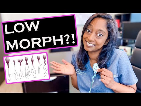 What helps with sperm morphology?