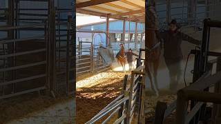 8 year old Astyn Mata and Kia. 1-11-24 CLBRA Barrels 16.16 ❤️ #rodeo #barrelracing